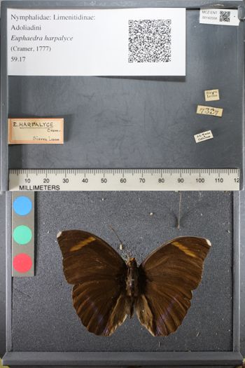 Media type: image;   Entomology 142558
